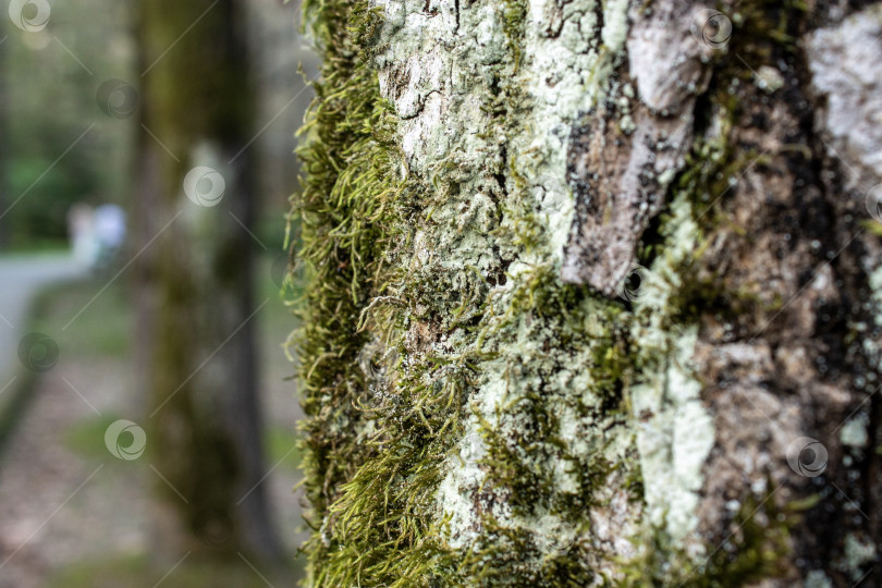 Скачать Крупный план лишайника и зеленого мха, растущих на коре дерева. Детализированная естественная текстура с небольшой глубиной резкости, подходящая для описания экологии, окружающей среды, устойчивого развития, лесного фона и органических поверхностей. фотосток Ozero