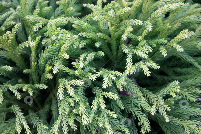 Скачать Фотография зеленых хвойных ветвей крупным планом, образующих плотную естественную текстуру. Вечнозеленое растение со свежей хвоей, на естественном фоне улицы и при мягком дневном свете. фотосток Ozero