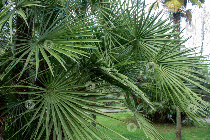 Скачать Крупный план зеленых веерообразных пальмовых листьев, растущих на открытом воздухе. Густая пальмовая листва создает естественный тропический фон, подходящий для концепций ботанического, природного, экологического и ландшафтного дизайна. фотосток Ozero