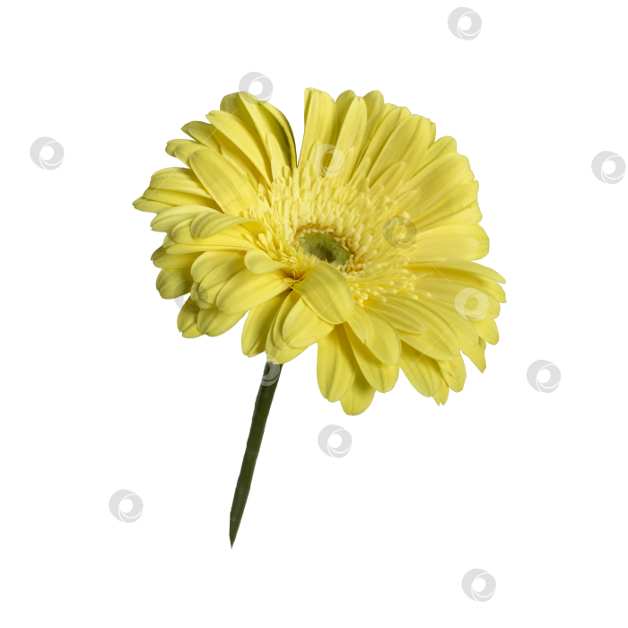 Скачать Одиночный желтый цветок герберы со стеблем, выделяющимся на белом фоне. Небольшой вид сбоку с многослойными лепестками и мягкой натуральной текстурой, подходит для цветочного дизайна, весенне-летних концепций, поздравительных открыток, баннеров и декоративных композиций. фотосток Ozero
