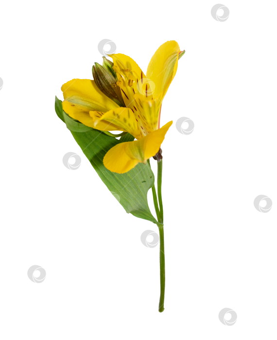 Скачать Желтый цветок альстромерии на стебле с зелеными листьями, выделяющимися на белом фоне. Вид сбоку крупным планом подходит для весеннего дизайна, ботанических композиций, поздравительных открыток, свадебных проектов и цветочного декора. фотосток Ozero
