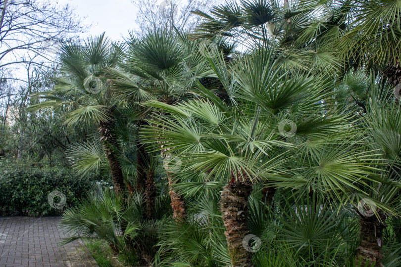 Скачать Группа пальм, растущих в городском парке. Пышные зеленые веерообразные пальмовые листья создают густой тропический ландшафт, подходящий для природы, путешествий, климата и ботанических дизайнерских концепций. фотосток Ozero