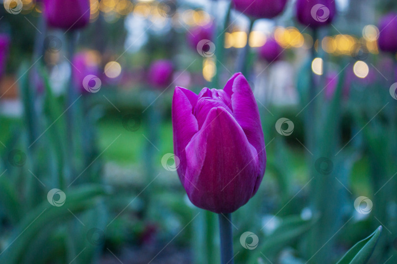 Скачать Одиночный фиолетовый цветок тюльпана, растущий в весеннем саду, на фоне мягкого боке. Небольшая глубина резкости и спокойная вечерняя атмосфера делают снимок подходящим для сезонного дизайна, романтических концепций, создания природных фонов и цветочных композиций. фотосток Ozero