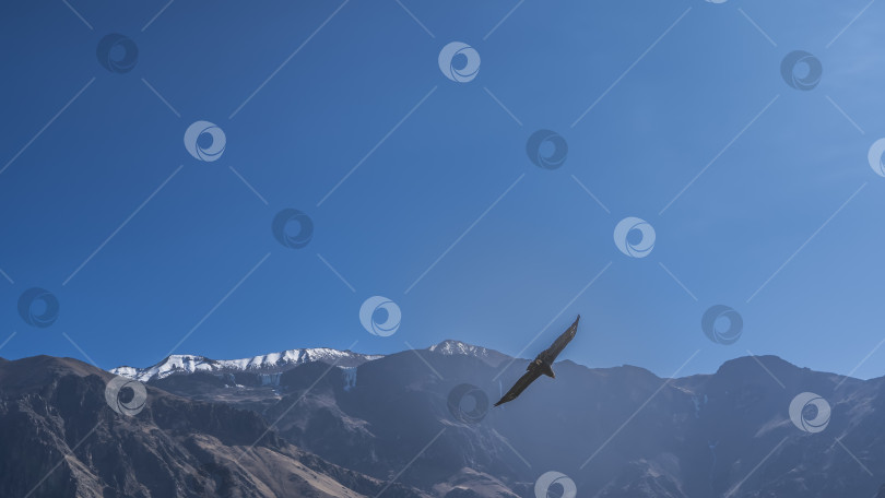 Скачать Полет кондора. Красивая крупная хищная птица пролетает над заснеженными горами фотосток Ozero