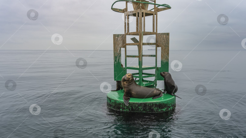 Скачать Дикие морские котики отдыхают на буйке в океане. фотосток Ozero