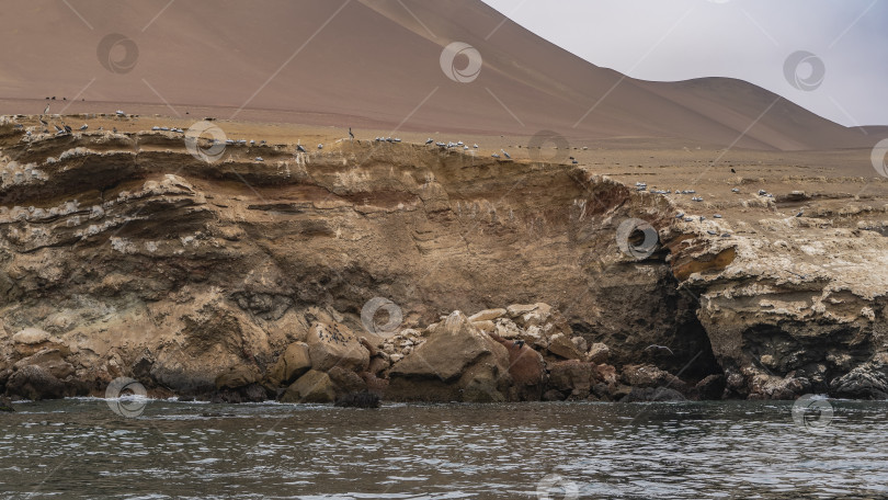 Скачать Скалистый берег острова в океане. Морские птицы и бакланы отдыхают на скалах. фотосток Ozero