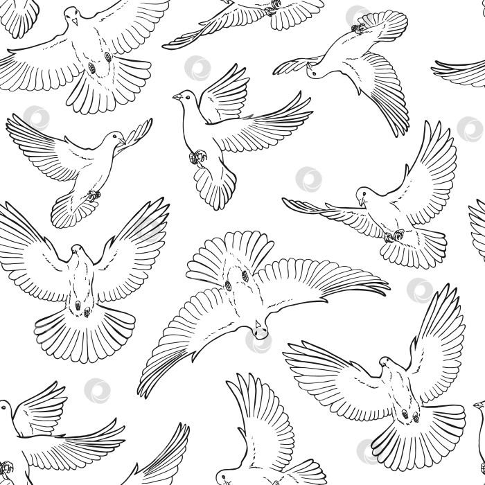 Скачать Бесшовный узор с нарисованным от руки контуром голубя. Стиль Line art. фотосток Ozero