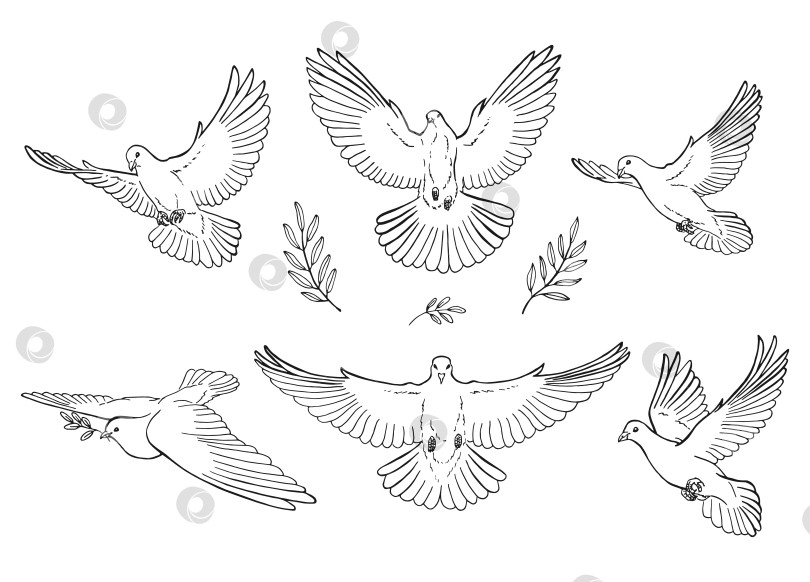 Скачать Набор контуров голубя. Стиль линейного искусства изолирован. Векторная иллюстрация, нарисованная вручную. фотосток Ozero
