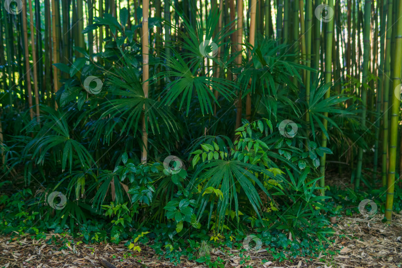 Скачать Естественный фон бамбуковой рощи с пальмами фотосток Ozero