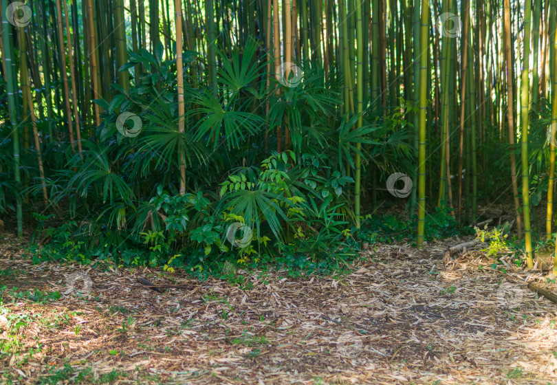 Скачать Естественный фон зеленой бамбуковой рощи с пальмами фотосток Ozero