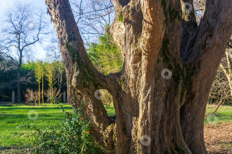 Скачать Старый ствол дерева в парке весной. Концепция природы и окружающей среды фотосток Ozero