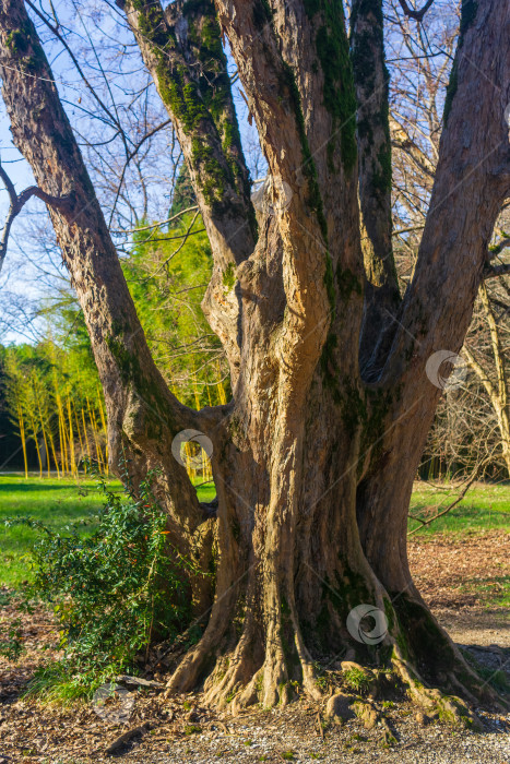 Скачать Старое большое дерево в парке весной. Концепция природы и окружающей среды фотосток Ozero