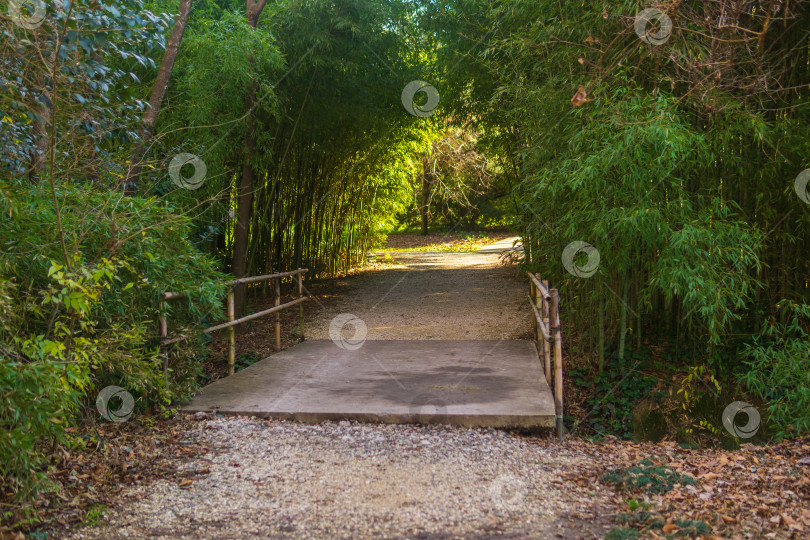Скачать Прекрасный вид на тропинку через бамбуковый лес в парке фотосток Ozero