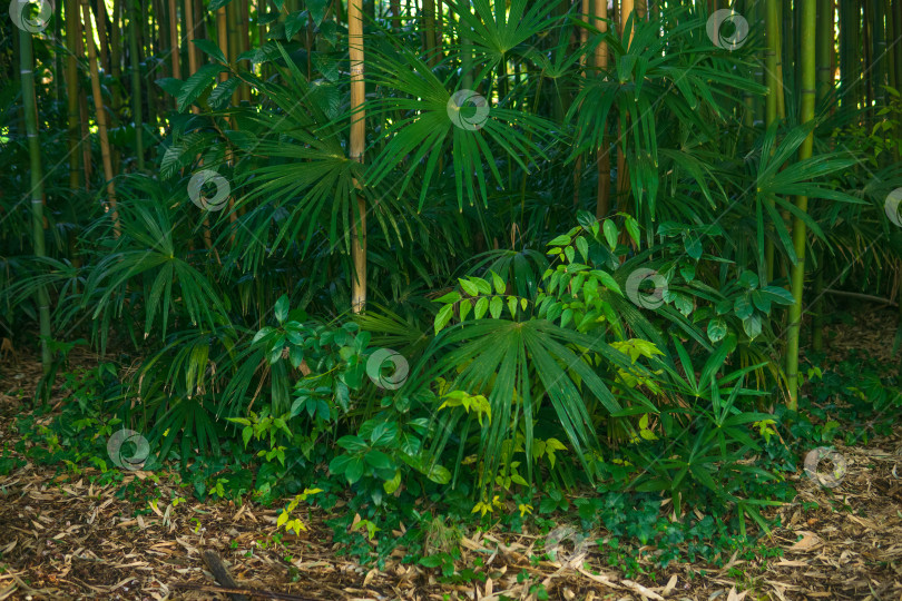 Скачать Красивый зеленый тропический лес в утреннем свете. Природный фон. фотосток Ozero