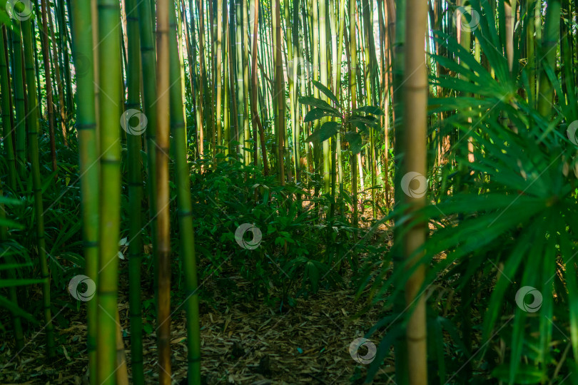 Скачать пальмы в тропическом бамбуковом лесу фотосток Ozero