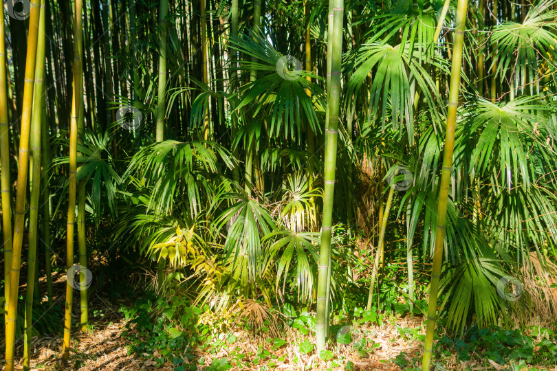 Скачать бамбуковый лес с пальмами фотосток Ozero