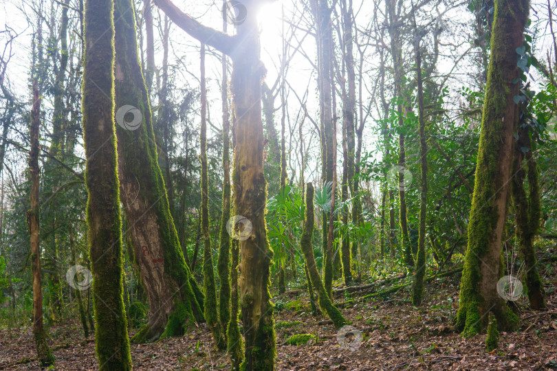 Скачать Мертвые деревья в тисо-самшитовой роще после нападения самшитовой моли фотосток Ozero