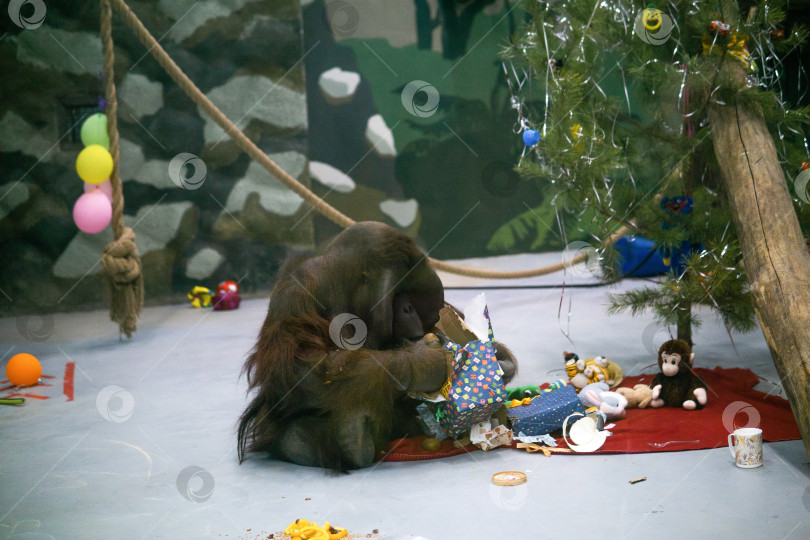 Скачать орангутанг распаковывает подарки под рождественской елкой в своем вольере, обогащая поведение в зоопарке фотосток Ozero