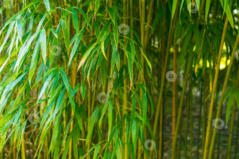 Скачать крупный план на фоне бамбукового леса с листьями фотосток Ozero