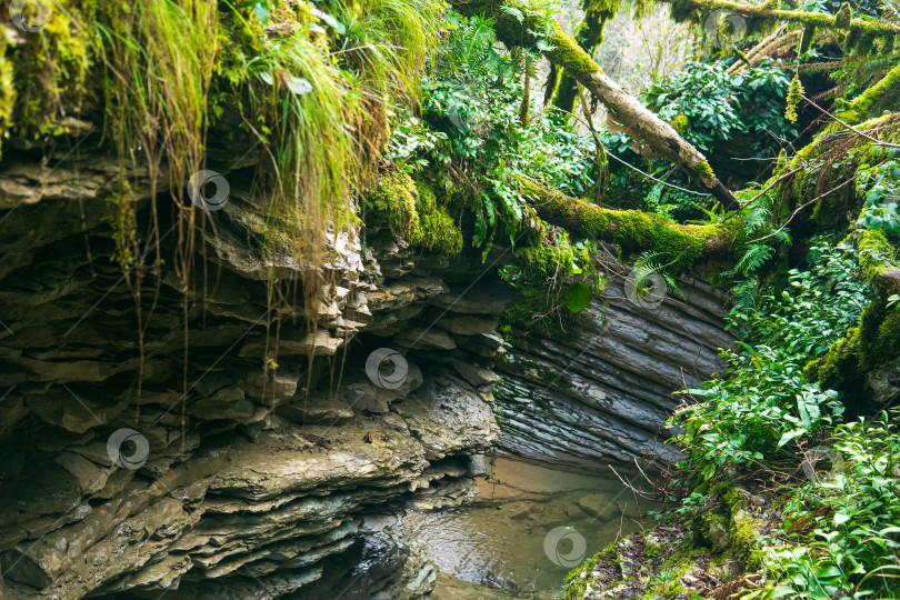Скачать весна среди известняковых скал в тропическом лесу фотосток Ozero