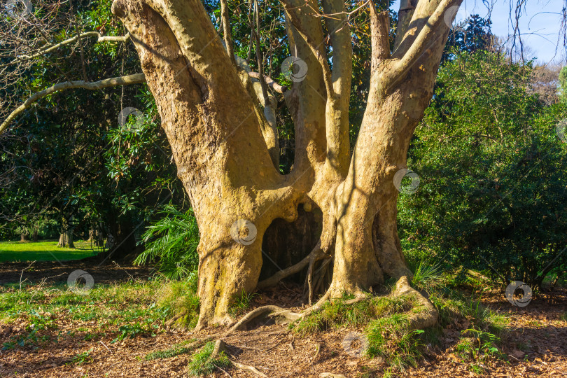 Скачать Большое старое дерево в парке. Фон на природе. фотосток Ozero