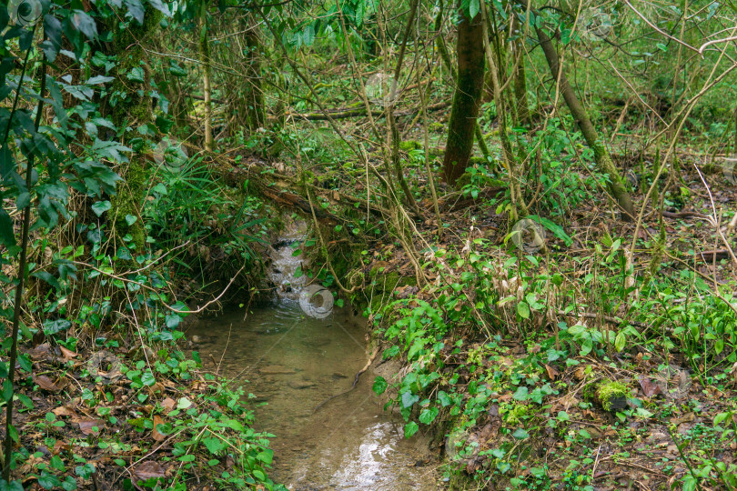 Скачать Небольшой ручей в тропическом лесу фотосток Ozero