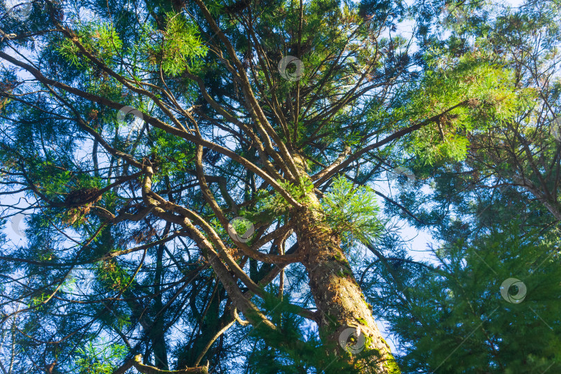 Скачать Высокая сосна в лесу. Вид на дерево сверху. фотосток Ozero