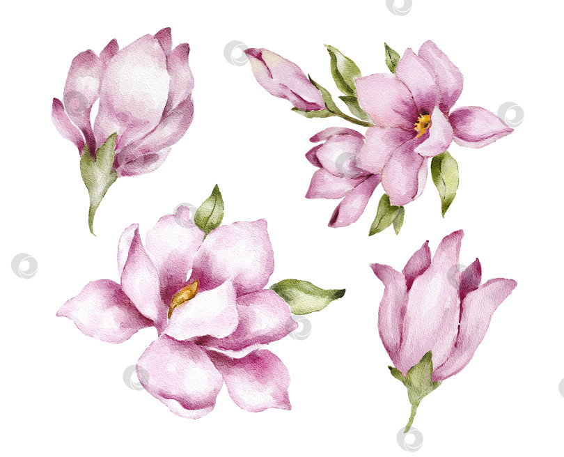 Скачать набор цветов магнолии с розовыми соцветиями и зелеными листьями, выполненный в виде отдельных элементов. Акварельная иллюстрация для свадебных приглашений, поздравительных открыток, открыточных открыток, упаковочных этикеток или цветочных принтов. фотосток Ozero