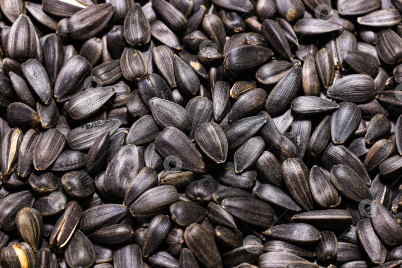 Скачать Семена подсолнечника фотосток Ozero