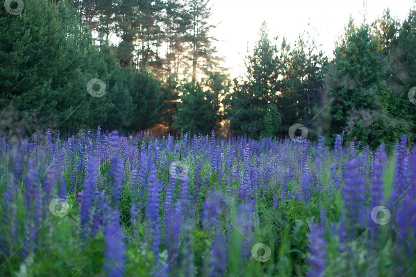 Скачать Поле люпинов. Фиолетовый и розовый люпин на лугу. Летний луг с цветущими люпинами фотосток Ozero