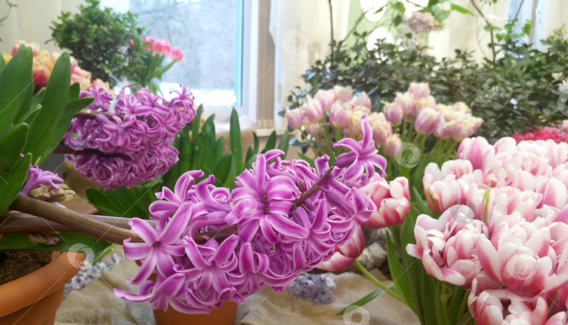 Скачать Ветка фиолетового вудстокского гиацинта фотосток Ozero