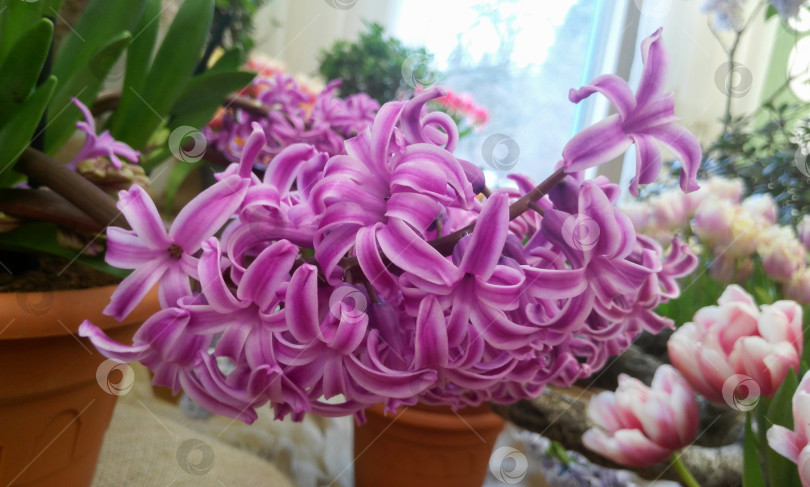 Скачать Крупный план ветки фиолетового вудстокского гиацинта фотосток Ozero