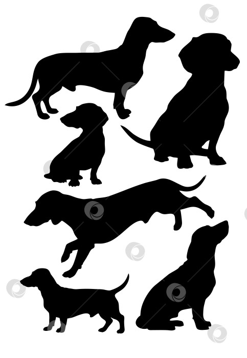 Скачать такса фотосток Ozero