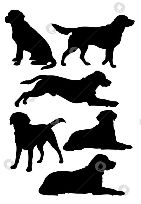 Скачать лабрадор фотосток Ozero