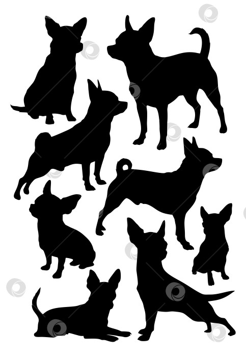 Скачать Чихуахуа фотосток Ozero