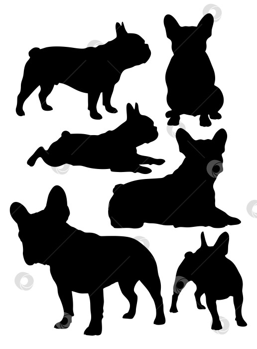 Скачать Французский бульдог фотосток Ozero