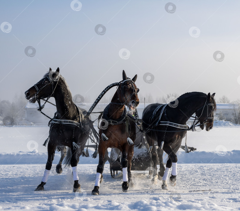 Скачать Русская тройка.  Вороные кони. фотосток Ozero