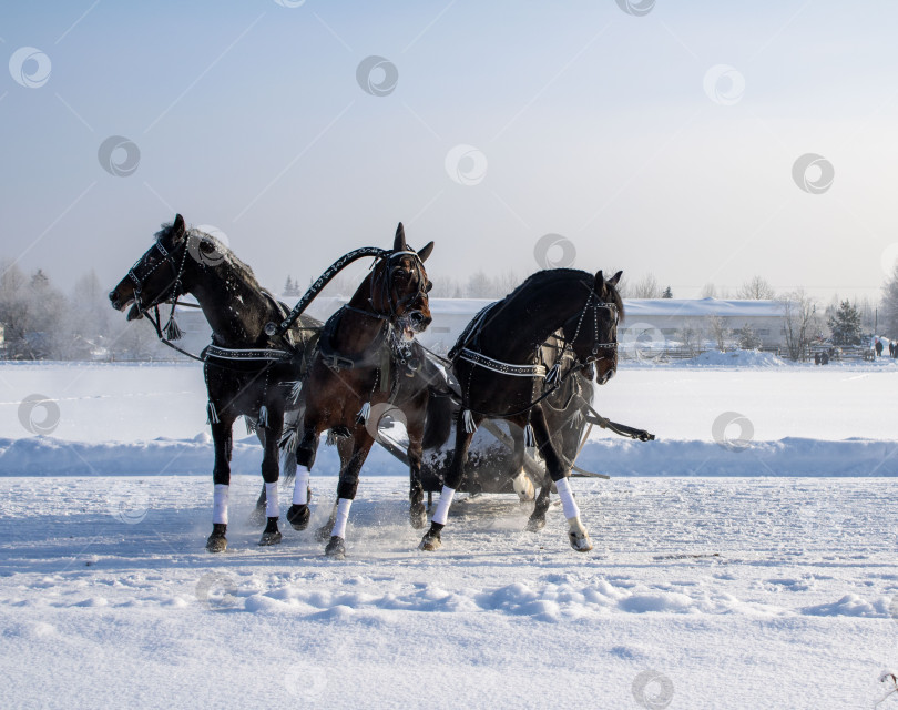 Скачать Тройка лошадей в упряжке бежит по заснеженному полю. фотосток Ozero