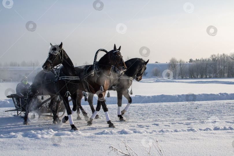 Скачать Тройка лошадей. фотосток Ozero
