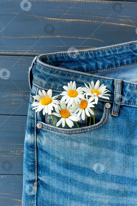 Скачать ромашки в кармане твоих джинсов. день семьи, любви и верности фотосток Ozero
