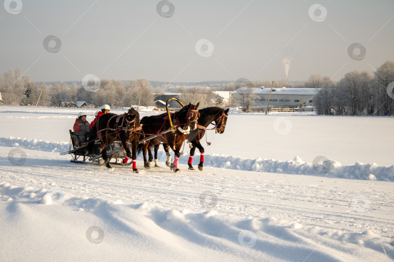 Скачать Лошади в одной упряжке везут людей в санях. фотосток Ozero