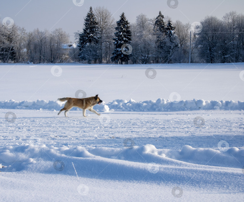 Скачать Рыжая собака бежит по полю. фотосток Ozero