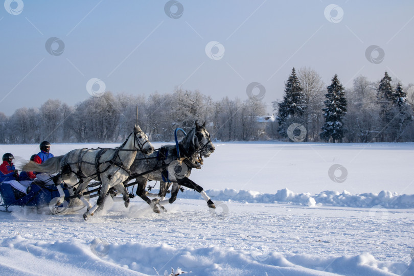 Скачать Тройка лошадей в яблоках. фотосток Ozero
