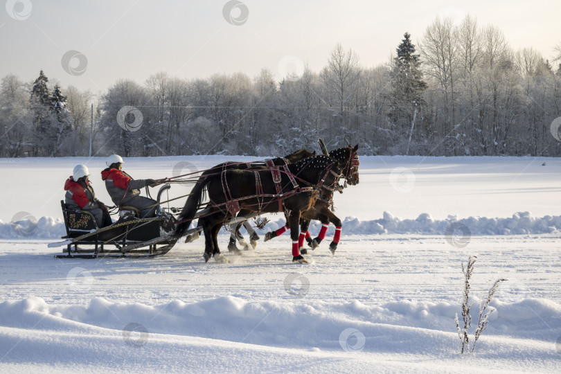 Скачать Лошади везут людей в санях  по зимней дороге. Фестиваль "Русская тройка". фотосток Ozero