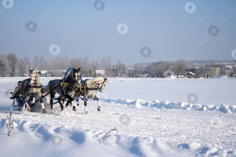 Скачать Тройка лошадей в яблоках. Фестиваль "Русская Тройка". фотосток Ozero