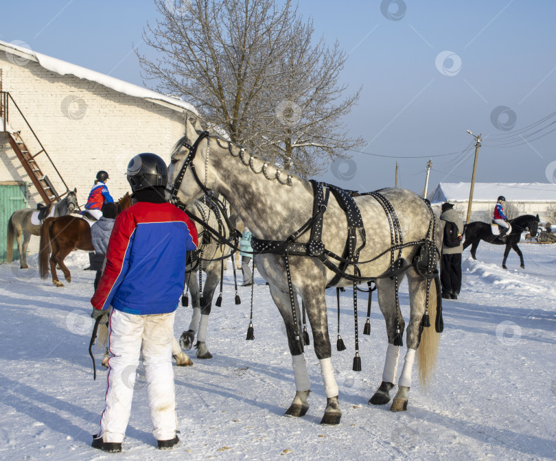 Скачать Конь в яблоках и жокей. фотосток Ozero