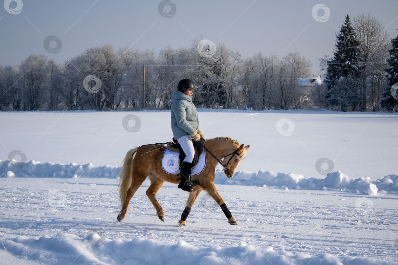 Скачать Всадник на лошади. фотосток Ozero