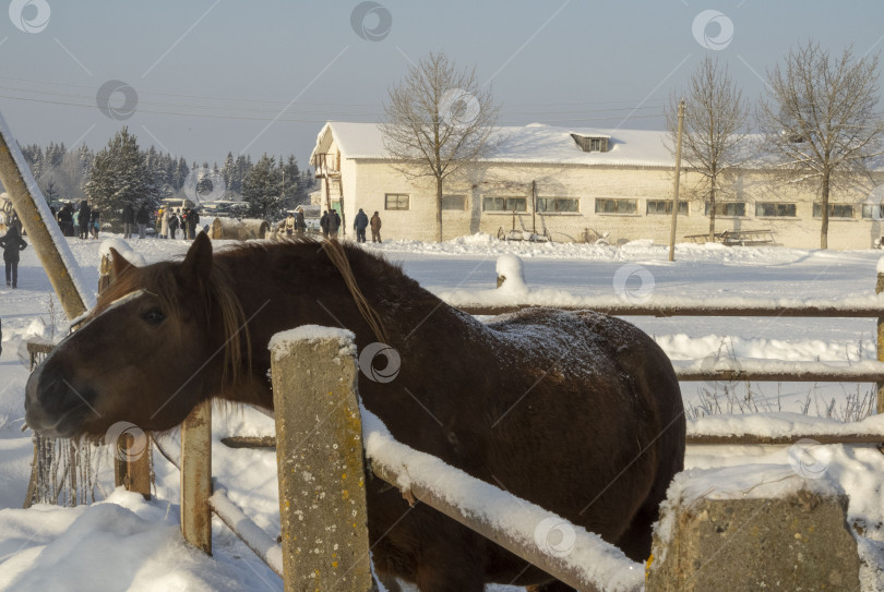 Скачать Лошадь в загоне. фотосток Ozero