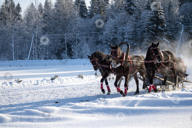Скачать Тройка вороных коней. Фестиваль "Русская тройка". фотосток Ozero