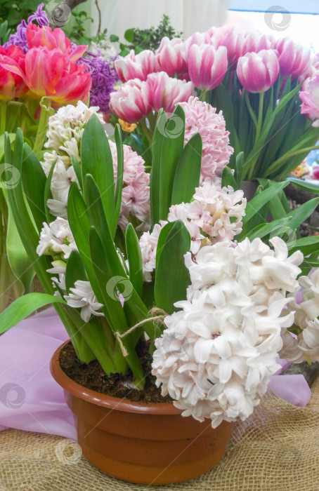 Скачать Белый гиацинт крупным планом на фоне цветущих тюльпанов фотосток Ozero